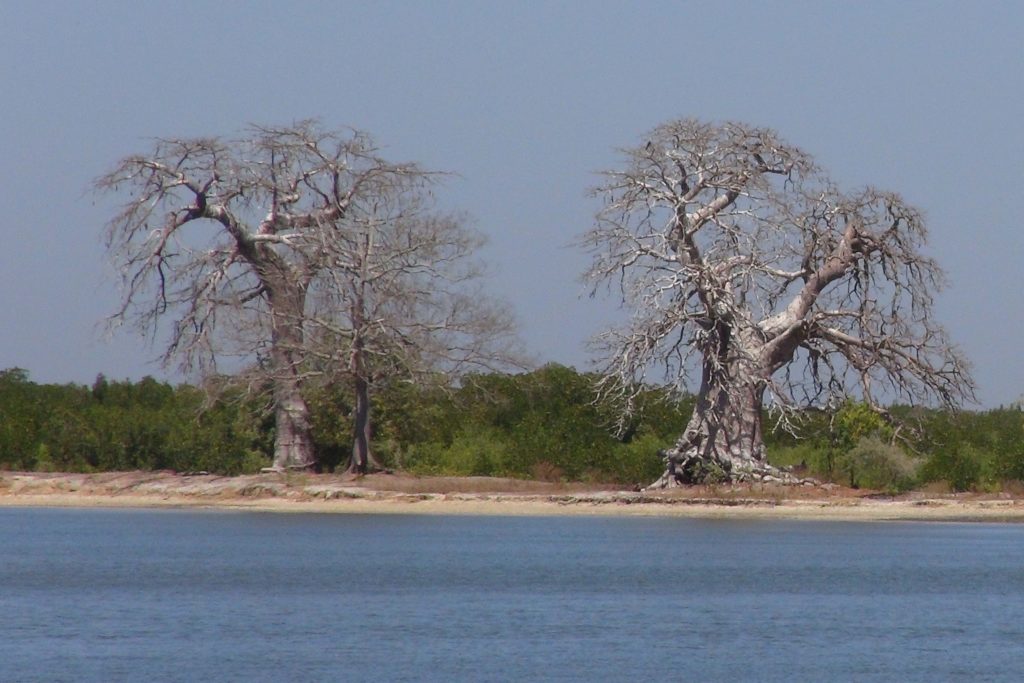 Baobabs à l'entrée de Niomoune