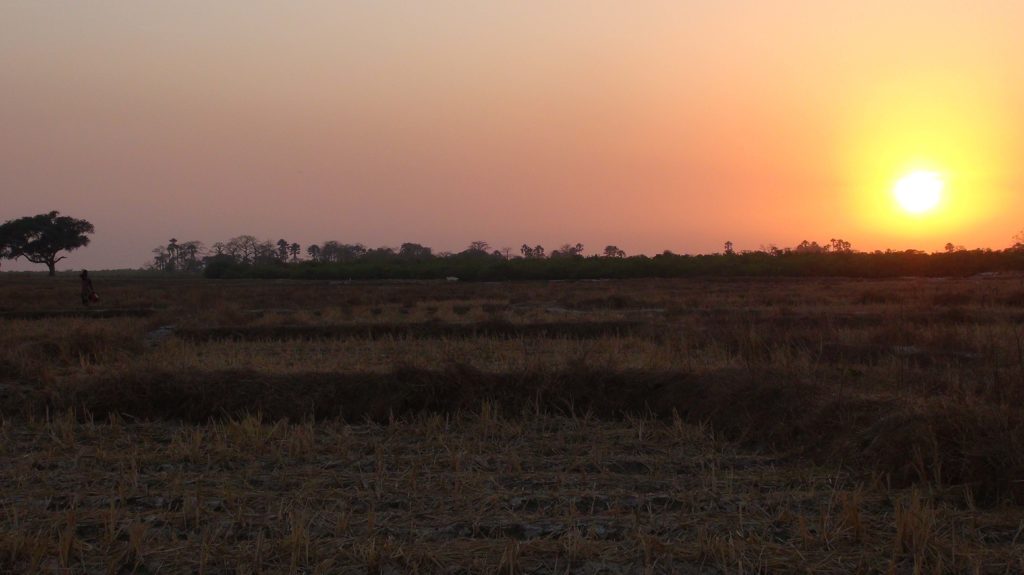 Dernier coucher de soleil sur les rizières, bohaquil Niomoune !